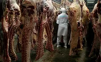 Beef Carcass Inspection