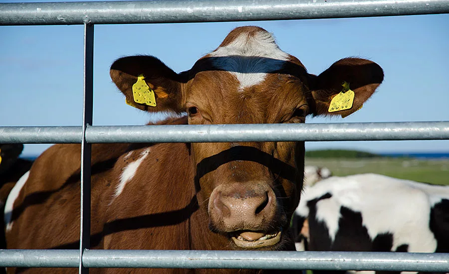 sweet cow face