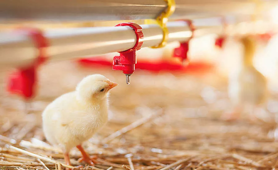 little chick drinking water
