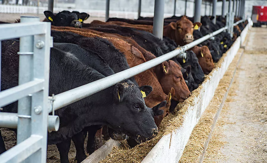 cows in stalls