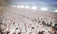 poultry perspectives