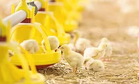 baby chicks baby chicks