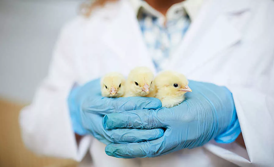 chicks