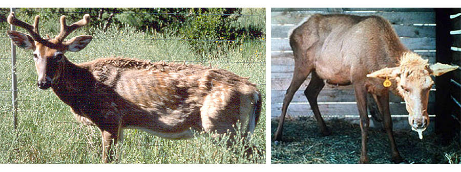diseased white tailed deer
