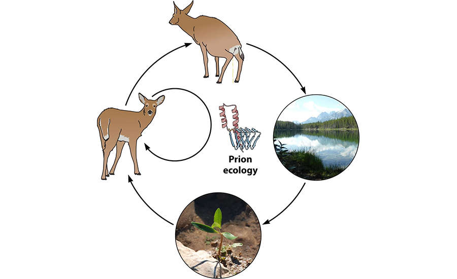 CWD prion ecology