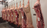 pork carcasses hanging