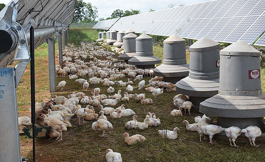 pasture chickens under a solar panel