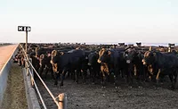 herd-of-cows.JPG herd of cows