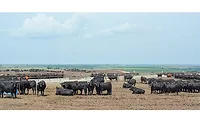 cows