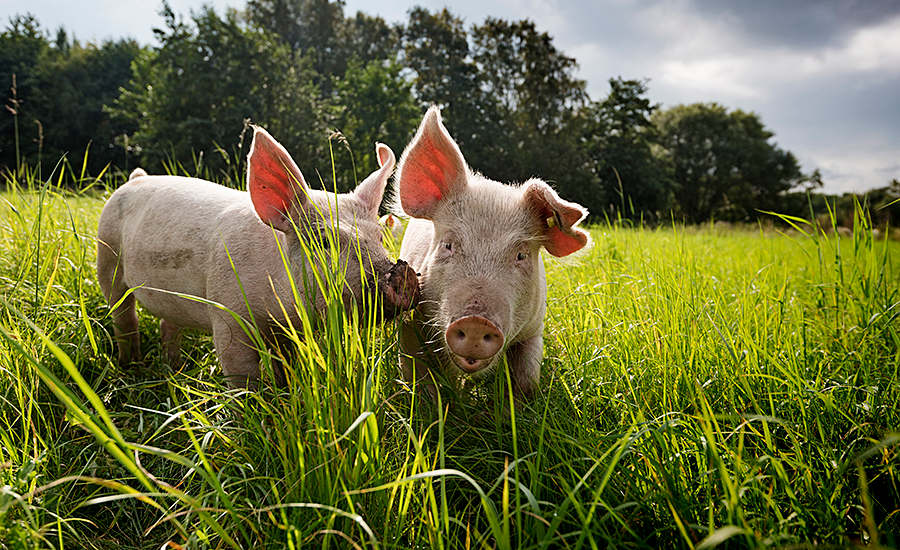 two piggies nuzzling in a field