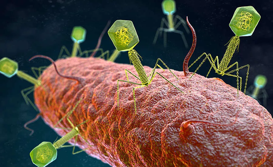 closeup of a germ