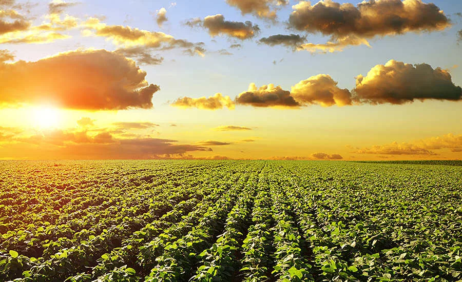 Beautiful farm field and sunset