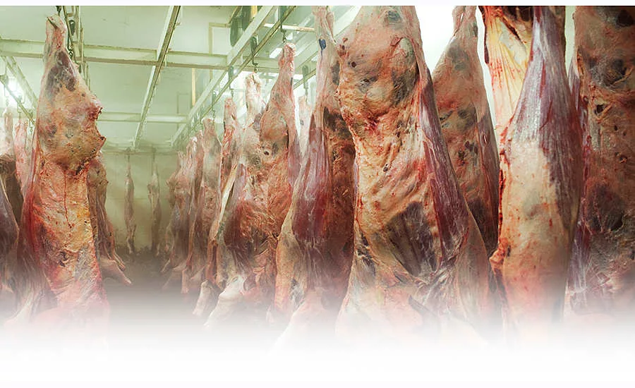 frozen beef carcasses frozen beef carcasses