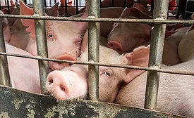 pigs in a pen