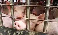 pigs in a pen