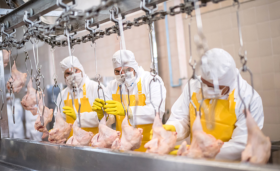 poultry processor production line