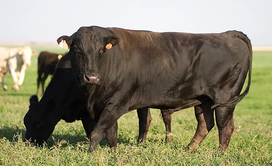 cows