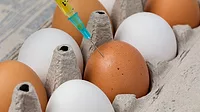 A close up of a carton of brown and white eggs, a syringe on the brown egg in the center of the image.