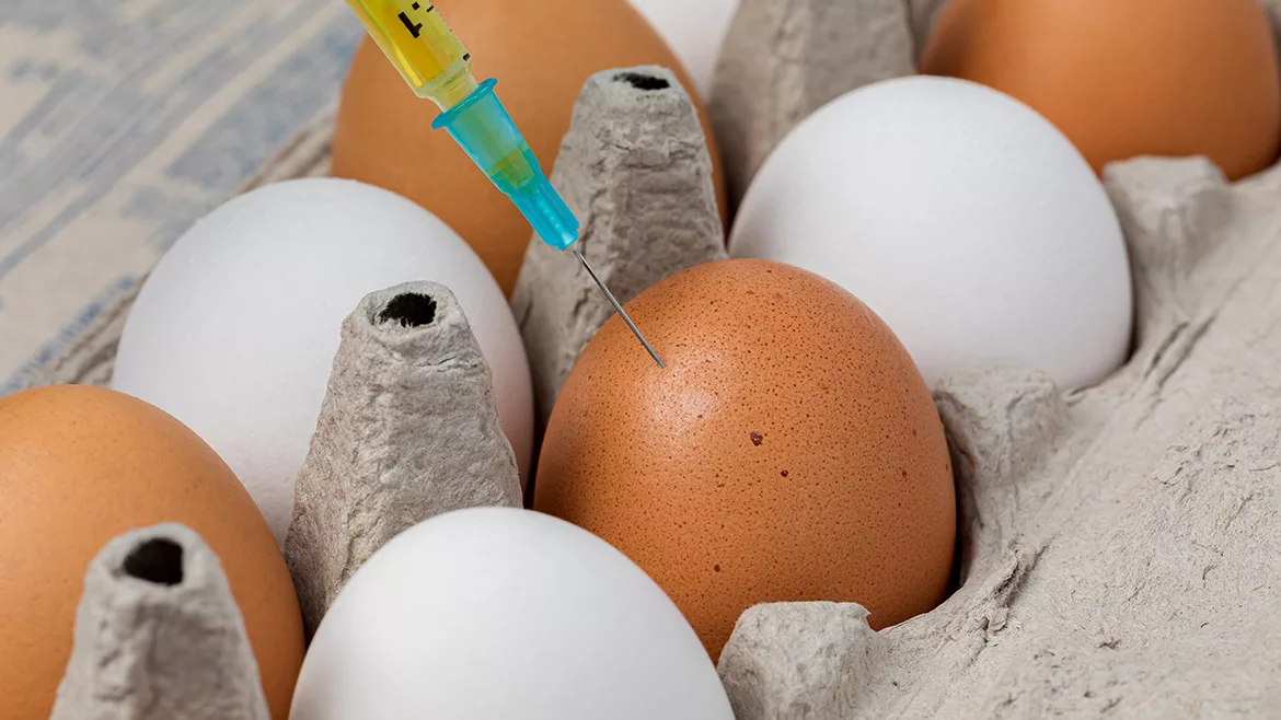 A close up of a carton of brown and white eggs, a syringe on the brown egg in the center of the image.