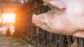 Close-up of a pink pig's head in a pen, looking left, with a bright light in the background.