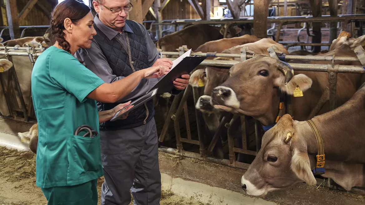 A veterinarian with a notepad and his assistant with a digital tablet are inspecting and talking in a barn, with cows nearby.