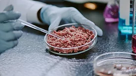  A scientist is using a pipette to carefully transfer liquids onto cultured meat cells on a lab dish.