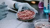  A scientist is using a pipette to carefully transfer liquids onto cultured meat cells on a lab dish.