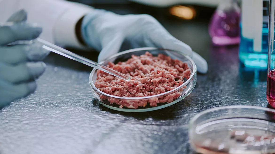  A scientist is using a pipette to carefully transfer liquids onto cultured meat cells on a lab dish.