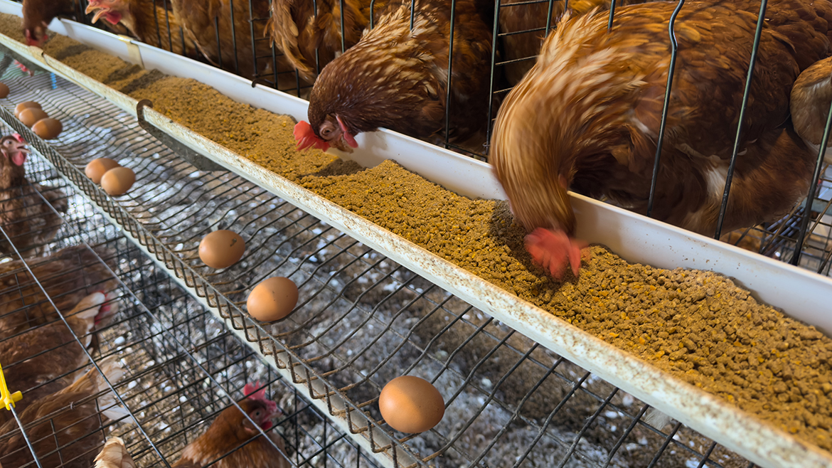 Chickens in cages, feeding, a row of eggs on a metal tray.