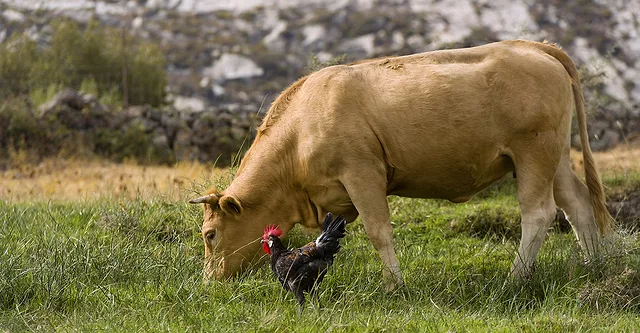 A cow eating grass and a chicken standing next to it in a field.