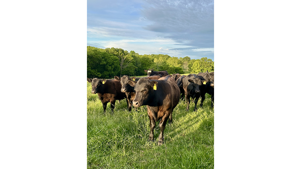 a herd of Black Angus beef cattle grazing on a lush green pasture