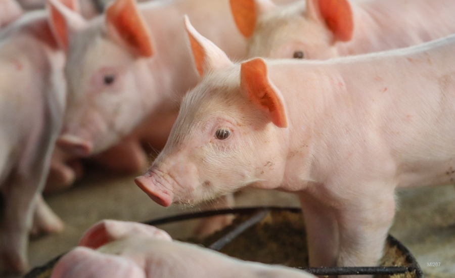 young domestic piglets eating around a metal circular trough feeder on a commercial livestock farm