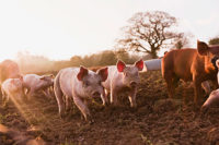 pigs, pork, animal welfare