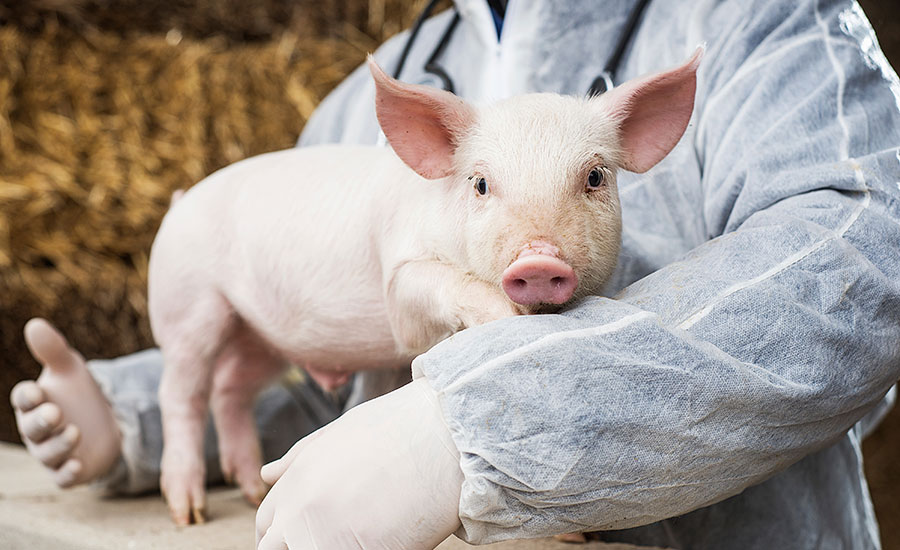 Farm animal welfare: Facts over feelings | 2015-08-03 | National  Provisioner | The National Provisioner