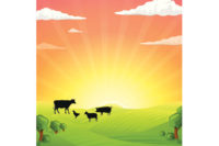 cows, farm picture