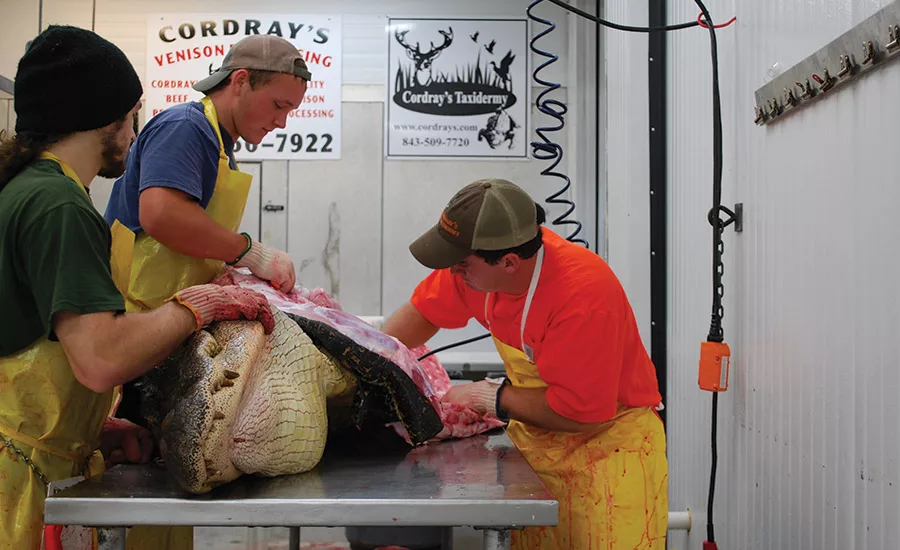 Alligator meat processing
