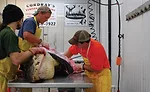 Alligator meat processing
