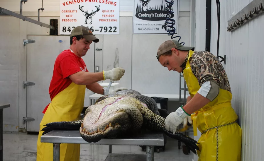 Alligator meat processing