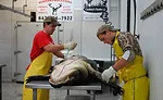 Alligator meat processing