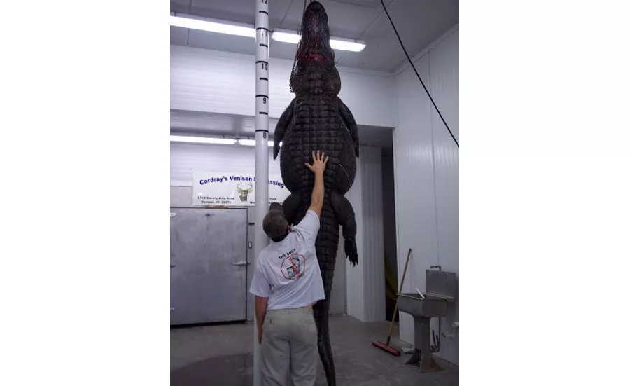 An alligator hands before being processed at Cordray's