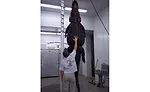 An alligator hands before being processed at Cordray's