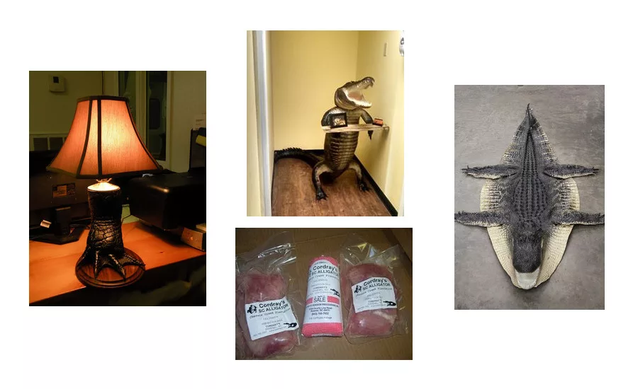 Cordray's alligator products include meat and taxidermy services