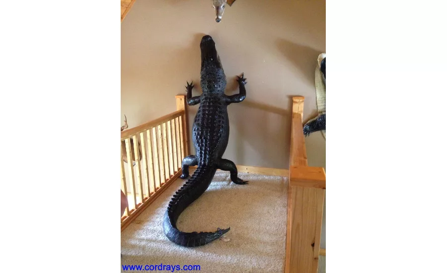 Cordray's offers an extensive range of taxidermy services and can offer everything from a head mount to a full-body mount