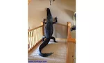 Cordray's offers an extensive range of taxidermy services and can offer everything from a head mount to a full-body mount