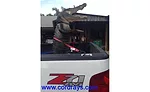 An alligator statue standing up in a truck
