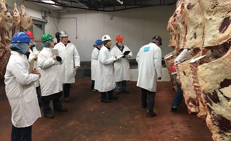 Meat Judging Students Evaluate Carcasses