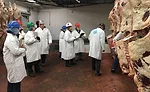 Meat Judging Students Evaluate Carcasses