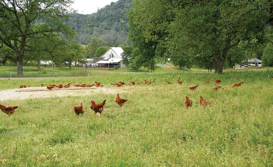 Pasture-raised Chickens