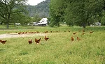Pasture-raised Chickens