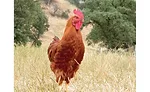 Emmer & Co. Chicken